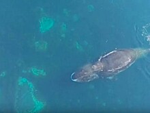 Ученые из Канады сняли на видео кита, который чесался о камни