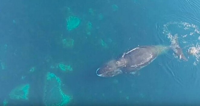 Ученые из Канады сняли на видео кита, который чесался о камни
