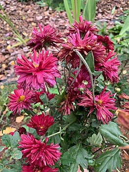 Аскохитоз хризантем