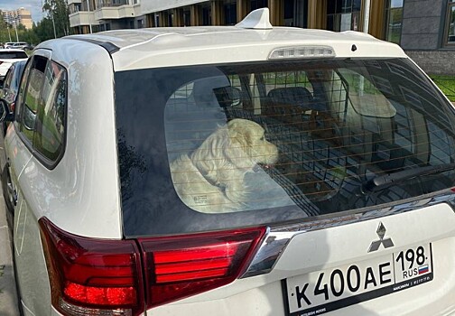 Никому не нужен: Заводчица пса-затворника из Петербурга отказалась его спасти