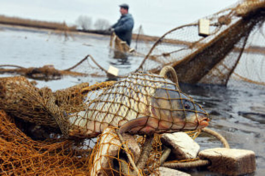 Часть регионов Урала отстояли ограничения на любительский лов сетями