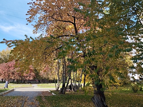 Стало известно, когда бабье лето придет в Челябинск