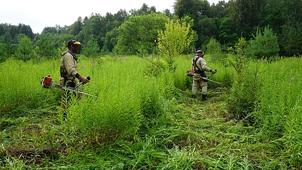 Почти 4 тысячи гектар в Удмуртии очистили от кустов и сорняков для свободного роста молодых деревьев