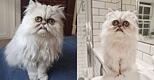 Кот, который полностью отражает твоё настроение: фотоподборка знаменитого кота-мема
