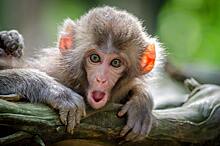 Мастер кунг-фу подрался с обезьянами: видео