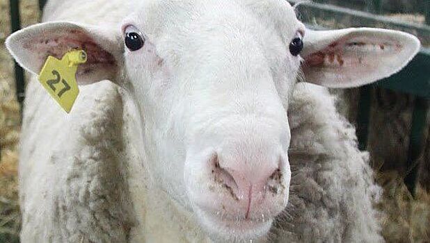 В Улан-Удэ состоится праздник стрижки овец