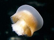 Самые опасные обитатели Черного моря