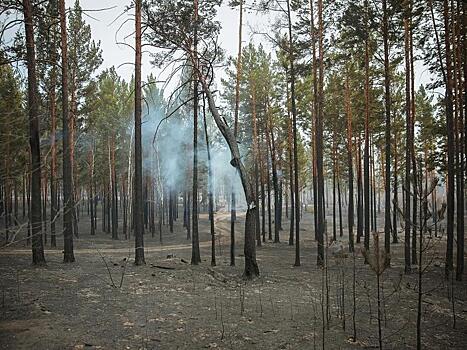 Более 60 нарушителей запрета на посещение лесов выявили за неделю в Забайкалье