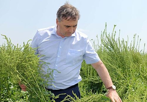 Крым намерен стать цитаделью семеноводства по сахарной свекле