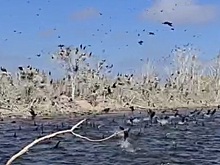На Днестре бакланы устроили экологическую катастрофу