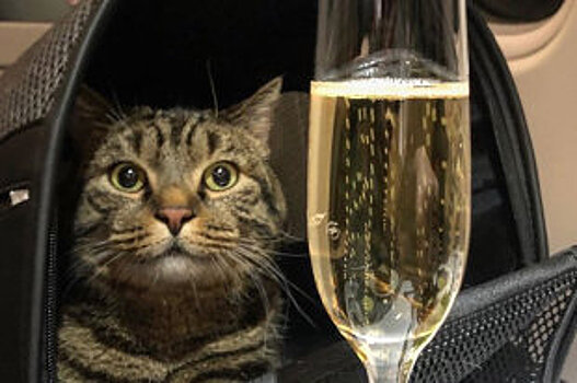 Эксперт рассказал о правилах перевоза котов в подмосковных автобусах