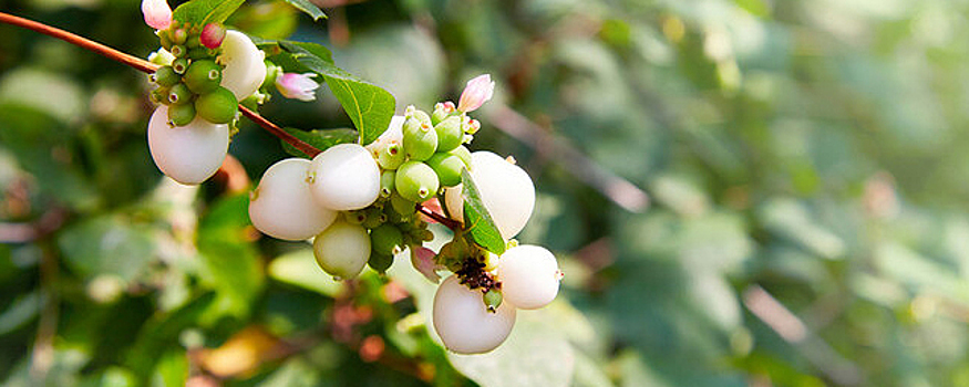 В сквере на Челюскинцев в Новосибирске высадят кустарники снежноягодника