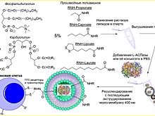 «Умные» липидные частицы повысили эффективность противоракового препарата