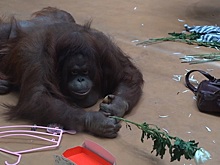 Финики, шляпы и букеты: животных в зоопарке Удмуртии поздравили с 8 Марта