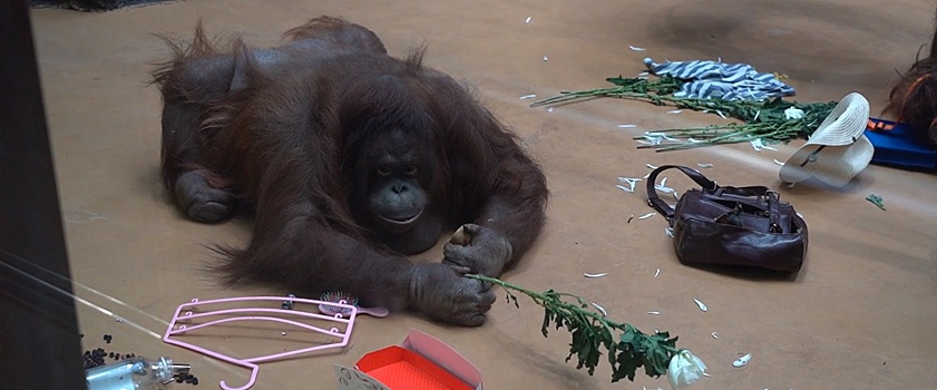 Финики, шляпы и букеты: животных в зоопарке Удмуртии поздравили с 8 Марта