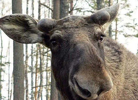 На трассе в Пензенской области лосиха погибла под колесами автомобиля