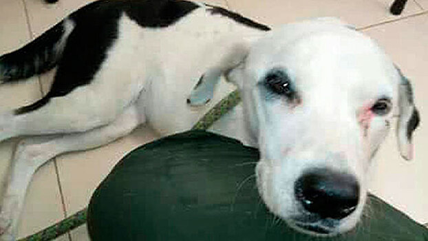 «Колумбийский Хатико»: брошенный в аэропорту пес умер от тоски по хозяину