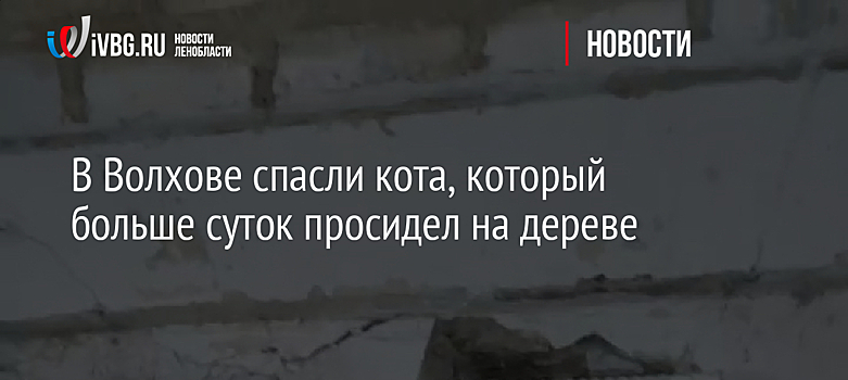 Новосибирский ветврач установил новые лапки коту Арни