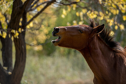 Табун лошадей в Ереване: как оказались животные на улицах города
