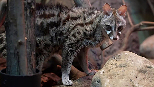 В Московском зоопарке впервые поселилась пятнистая генета