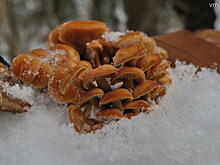 И грибочки пригодятся: NASA создаст антирадиационный крем для первых посетителей Марса из чернобыльских грибов