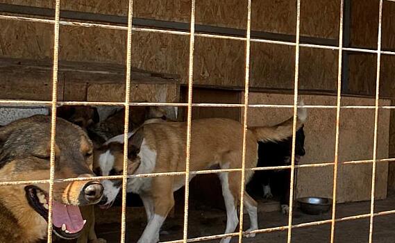 В Курске в Сеймском округе за 10 дней отловили 21 бездомную собаку