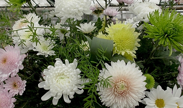 Новые сорта и вдвое больше фотозон: волгоградцев приглашают на «Бал хризантем»