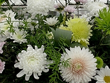 Новые сорта и вдвое больше фотозон: волгоградцев приглашают на «Бал хризантем»