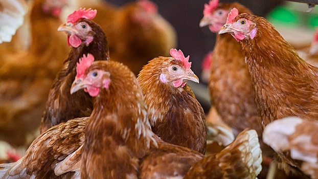 Дополнительные меры по профилактике гриппа птиц примут в Вологодской области
