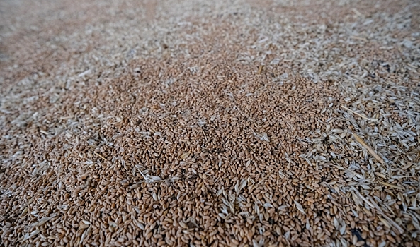 Волгоградские хлеборобы собрали 6 млн тонн зерна