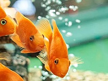 «Украинские железные дороги» после скандала ищут добрые руки для аквариумных рыбок