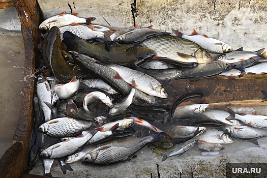 В Тюмени уничтожат тысячи килограмм рыбы и икры