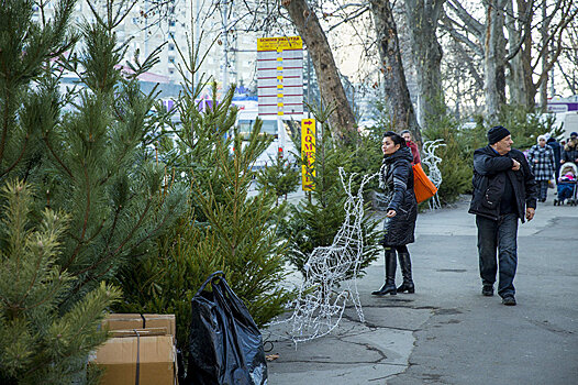 В Приднестровье пойманы любители дармовых елок, им сулит особая мера