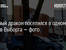 Снежный дракон поселился в одном из дворов Выборга — фото