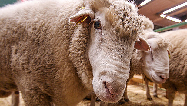 Ученые научились различать эмоции на мордах овец