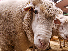 В ФРГ владелец собаки выдавал ее за овцу, чтобы не платить налог