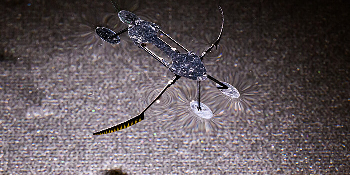Микророботы в виде жука и водомерки развили рекордную скорость