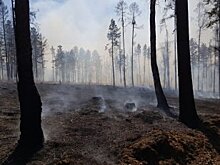 В защитных лесах Приангарья прекращены незаконные санитарные рубки