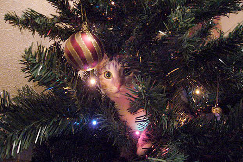 Этот котик хотел приукрасить елку.