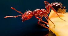 Сажание на муравейник: за что на Руси полагалась мучительная казнь