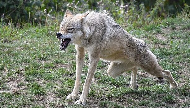 В Коми под горячую руку охотников попадут три сотни волков