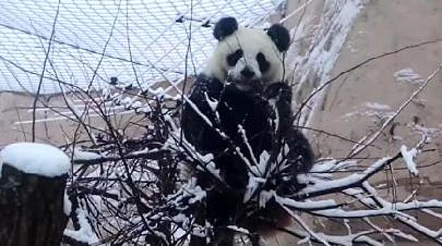 В Московском зоопарке китайские панды встретили первый снег бурным восторгом