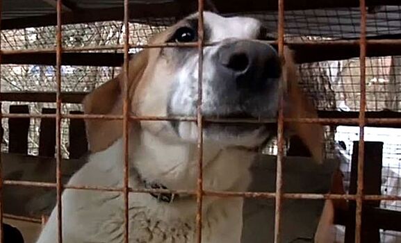 Перуанец пытается увезти из России бездомного пса
