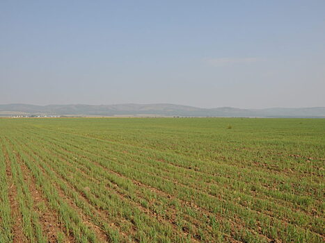 Посевам в четырех районах Забайкалья угрожает луговой мотылек