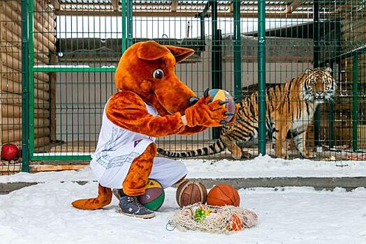 Тигр Гектор и рысь Марыся из приюта «Спаси меня» сыграли в баскетбол