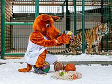 Тигр Гектор и рысь Марыся из приюта «Спаси меня» сыграли в баскетбол