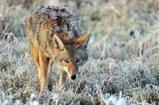 Первый в 2017 году случай бешенства зарегистрирован на Дону