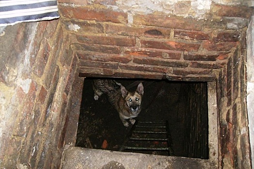 В Сызрани спасатели достали собаку из-под земли