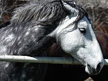 Что делать, если ребенок просит подарить ему лошадь