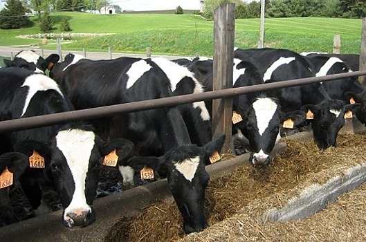 Минсельхоз предложил установить размеры госпошлин за регистрацию кормовых добавок для животных